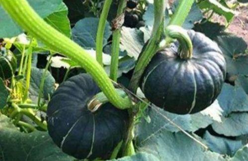 吃瓜河南网红福建女友,河南网红与福建女友的甜蜜瓜田生活  第2张